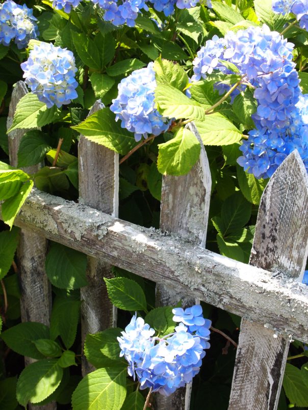 hydrangeas on a picket fence