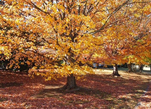 fall trees