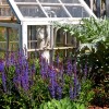 salvia