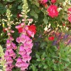 pink foxglove