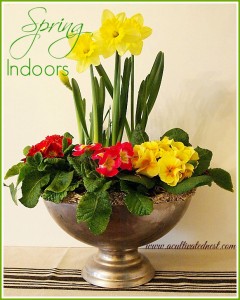 Bring spring indoors by potting up some spring blooming flowers