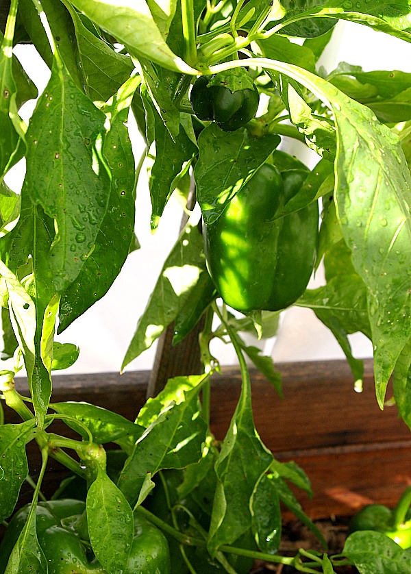 how to grow bell peppers