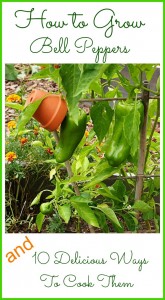 how to grow bell peppers & 10 bell pepper recipes