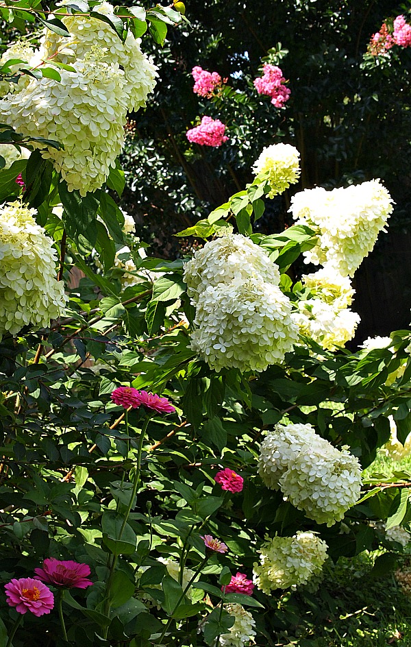 Hydrangea paniculata ‘Limelight’ blooms from May into fall and has 