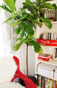 Fiddle Leaf Fig Tree