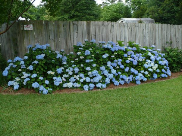 hydrangea border