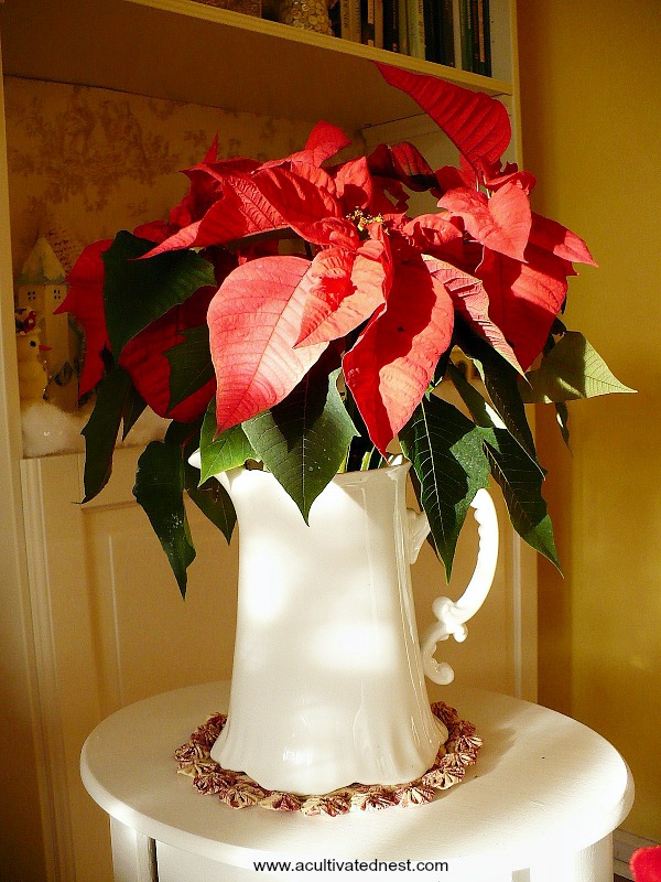 Easy decoration! Put a poinsettia (real or fake) in a pretty white pitcher.