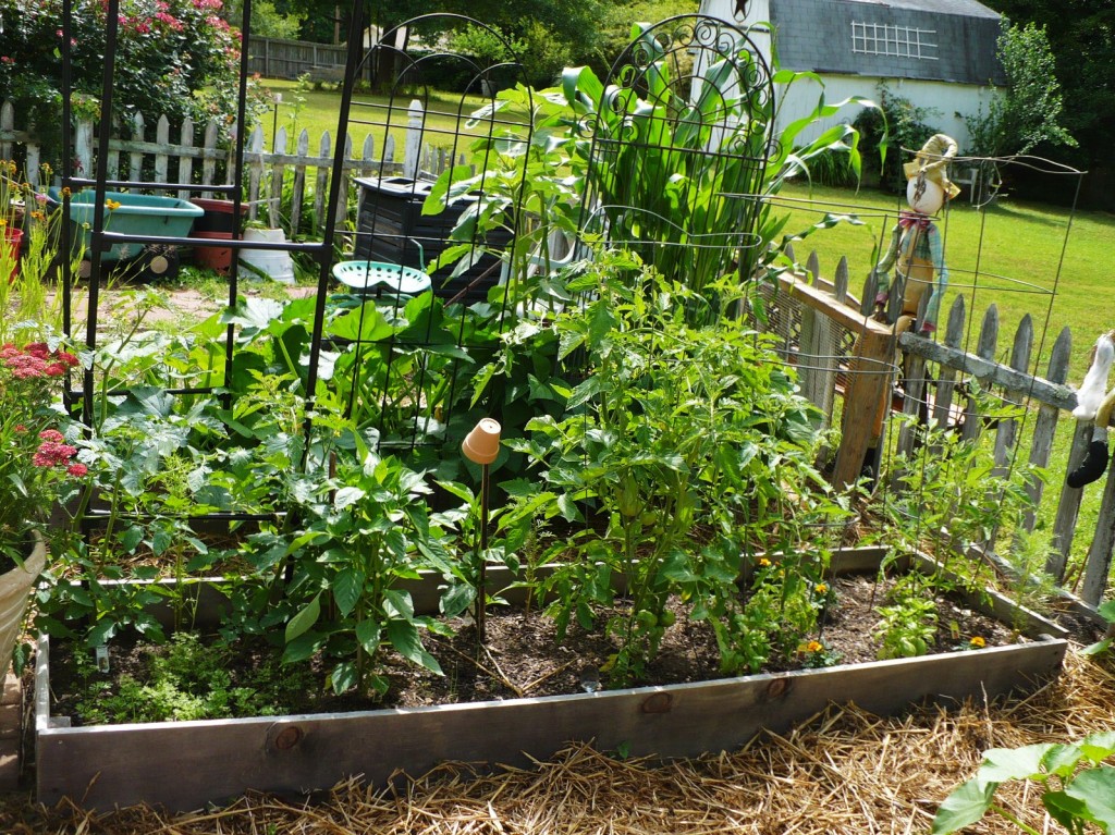 2011 vegetable garden