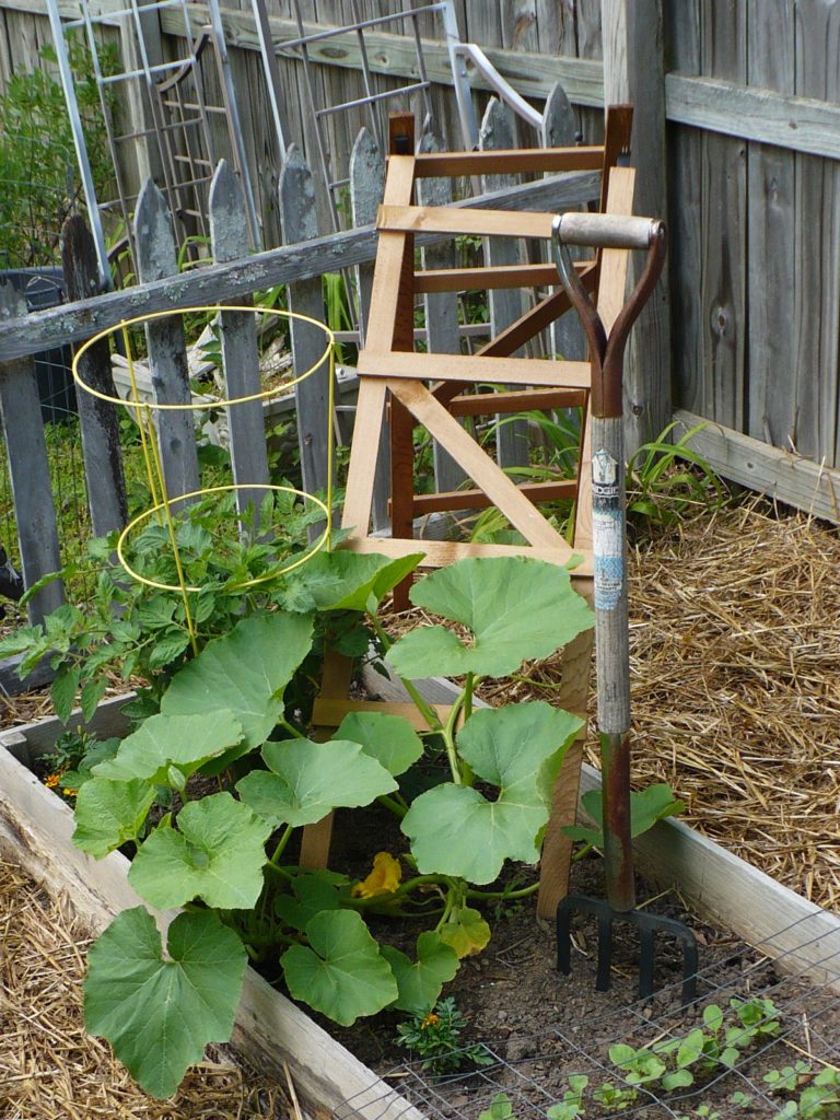 blue hubbard squash on a trellis