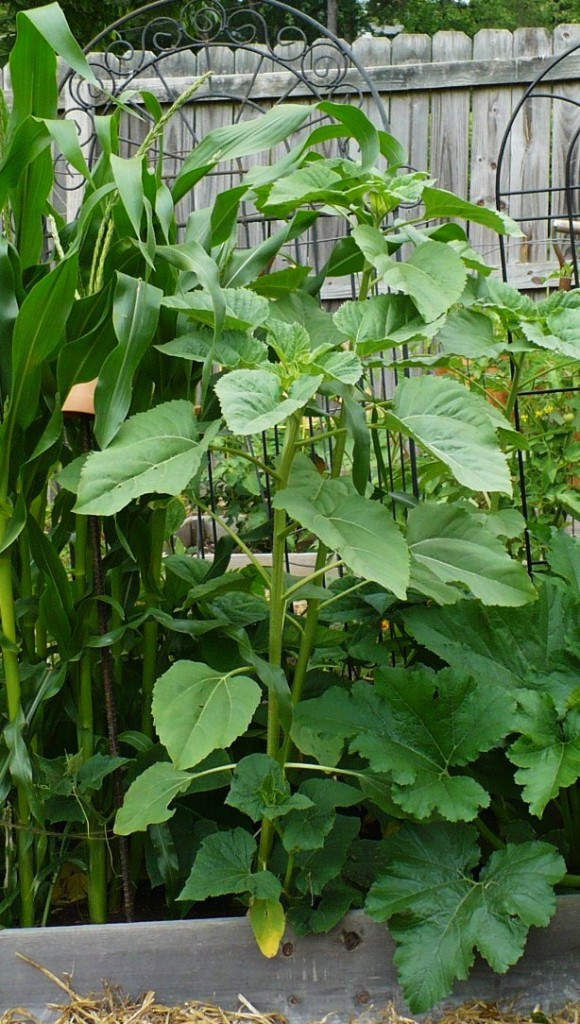 sunflowers and corn