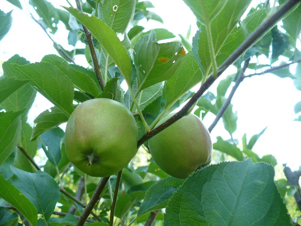 apple tree