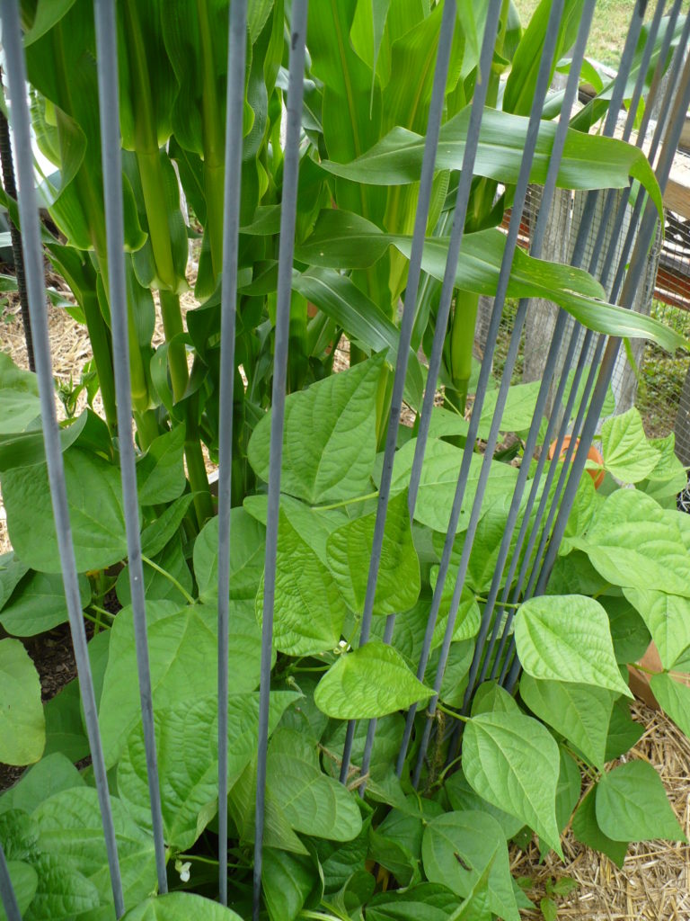 beans growing agains a trellis