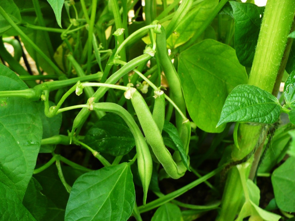 green beans in a garden