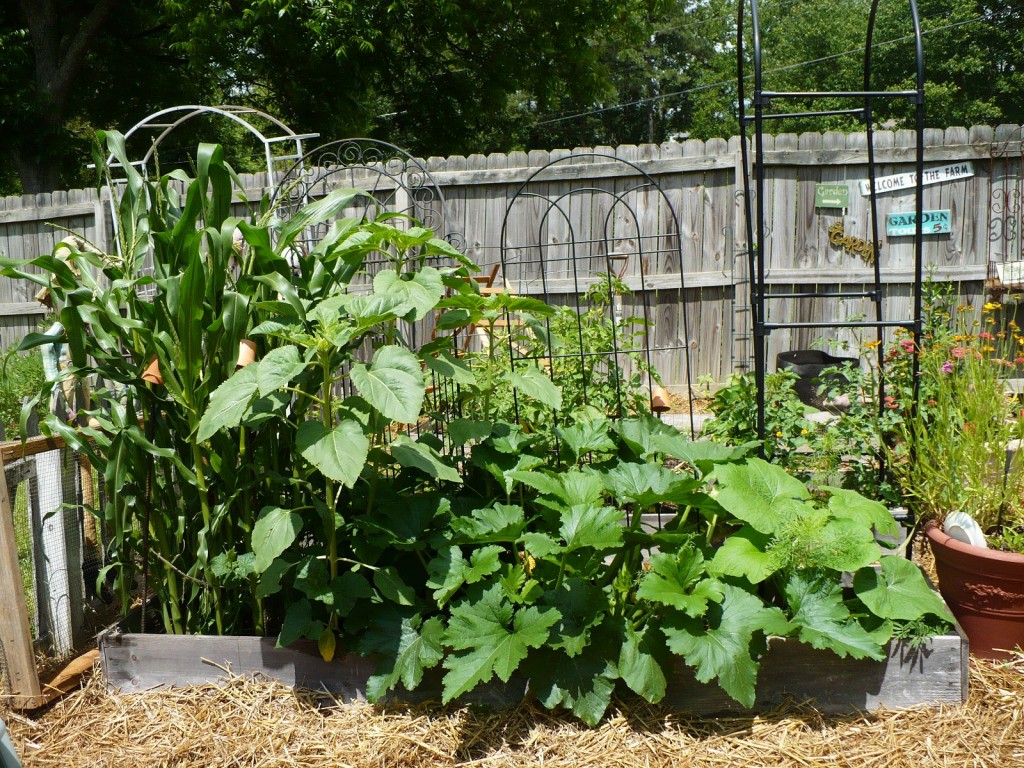 raised bed vegetable garden