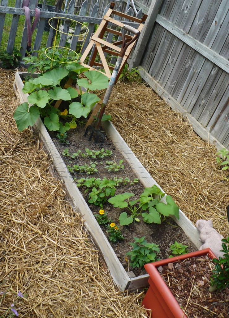 raised bed vegetable garden