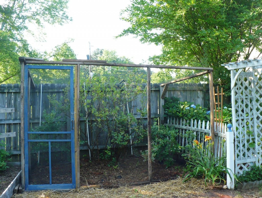 blueberry bush enclosure