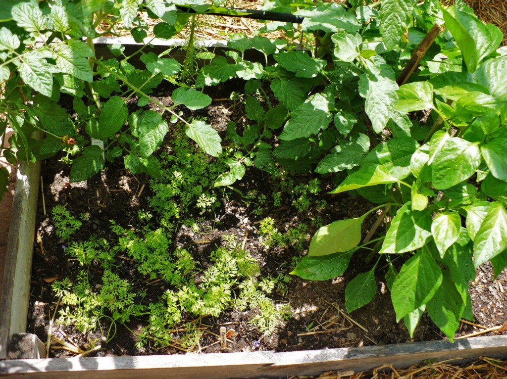 example of companion planting