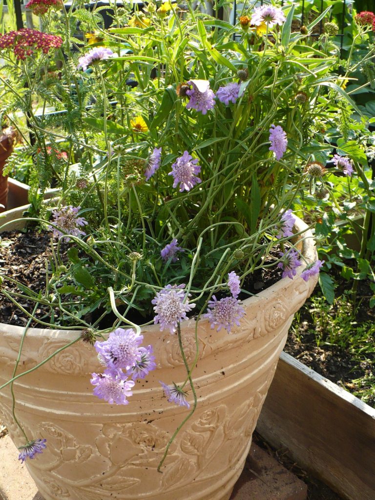 flowers in containers bring in pollinators