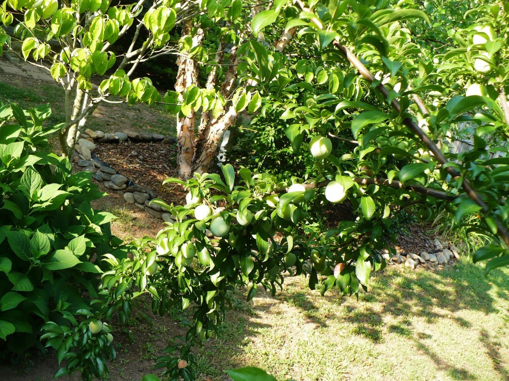 5 in 1 stone fruit tree