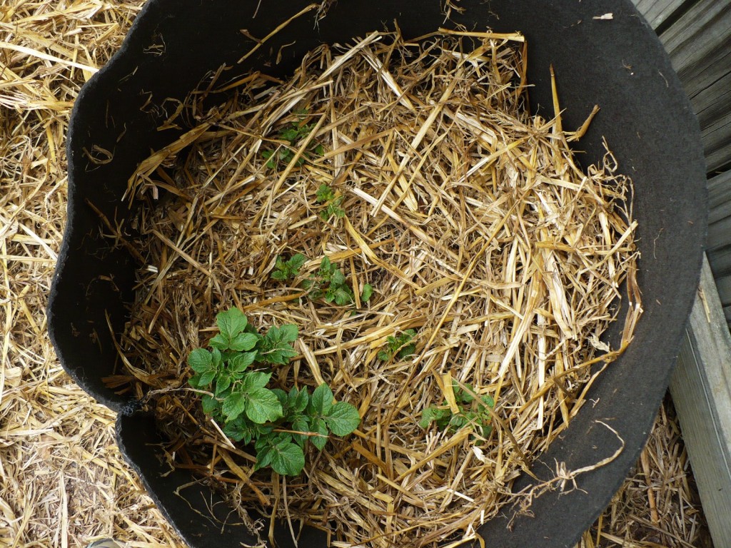 growing potatoes in a grow bag