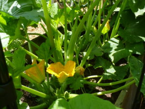 zucchini blossoms