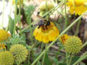 bee on a flower