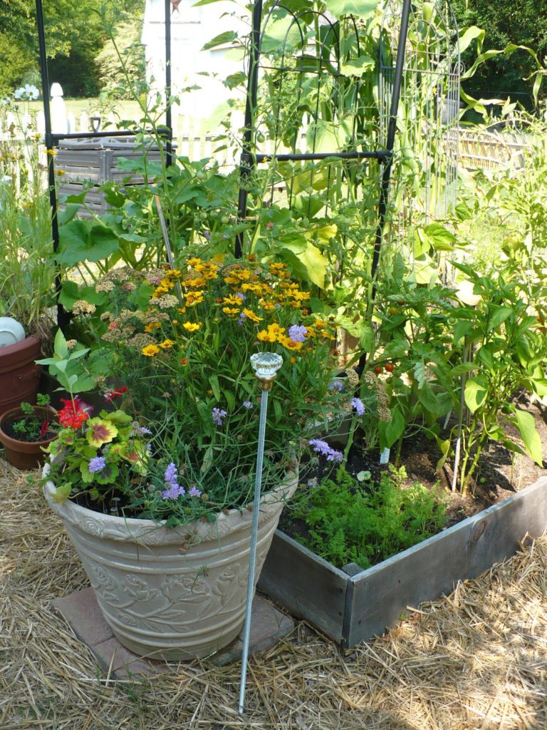flowers in containters in the vegetable garden