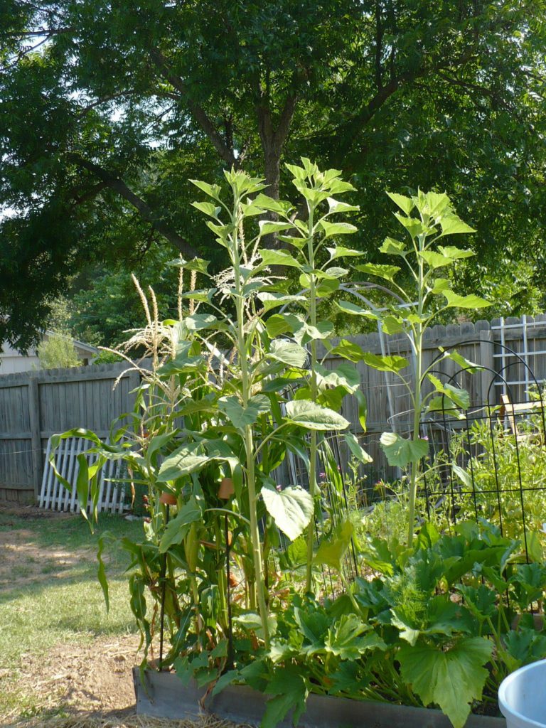 giant sunflowers growing next to corn in a raised bed