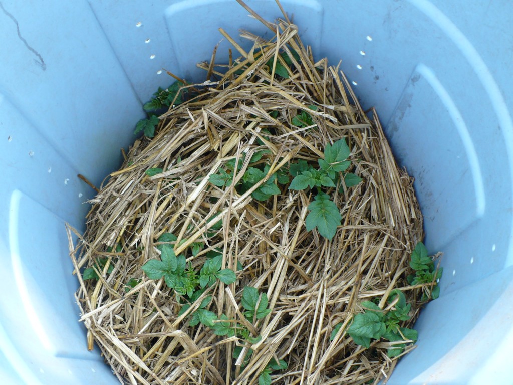 potatotes growing in a garbage can