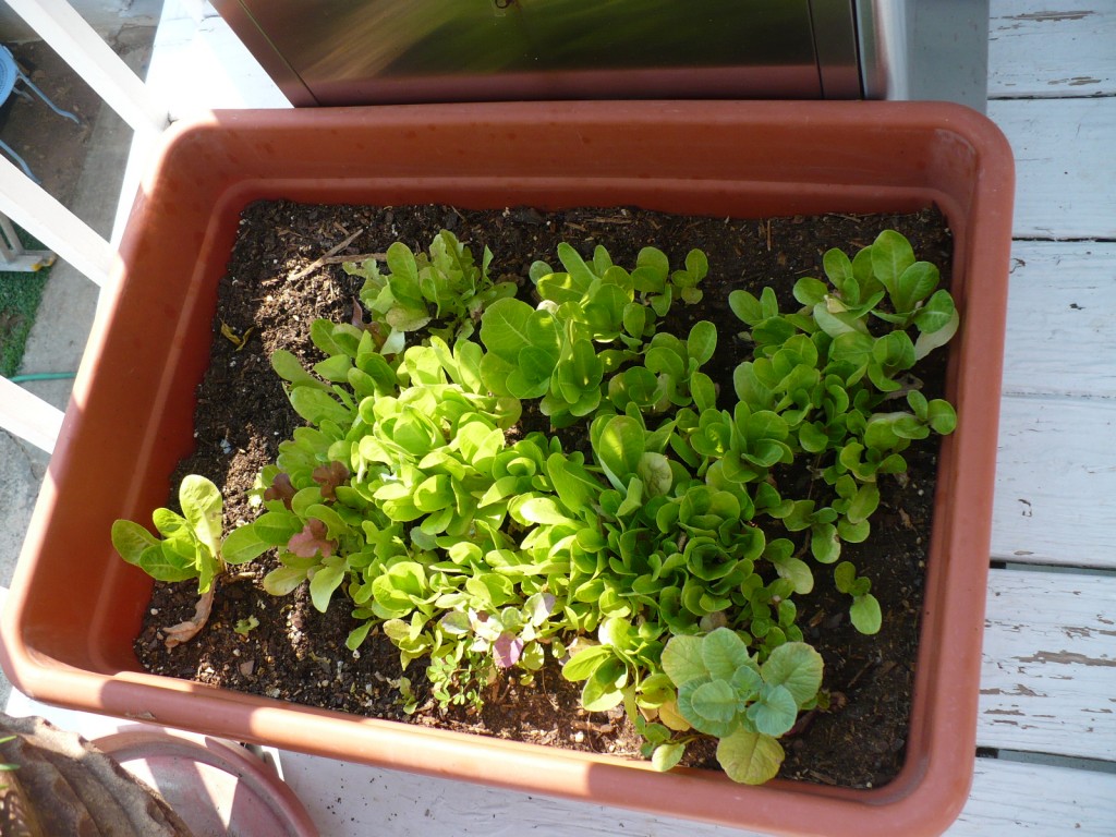 growing salad in a self-watering container