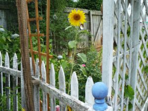 sunflower peeking over the picket fence