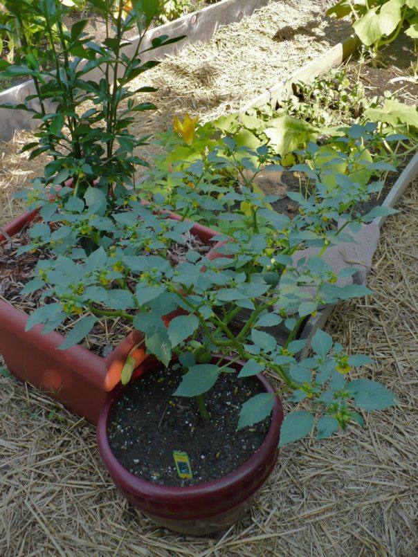 This Week In The Garden: Harvest Time - A Cultivated Nest