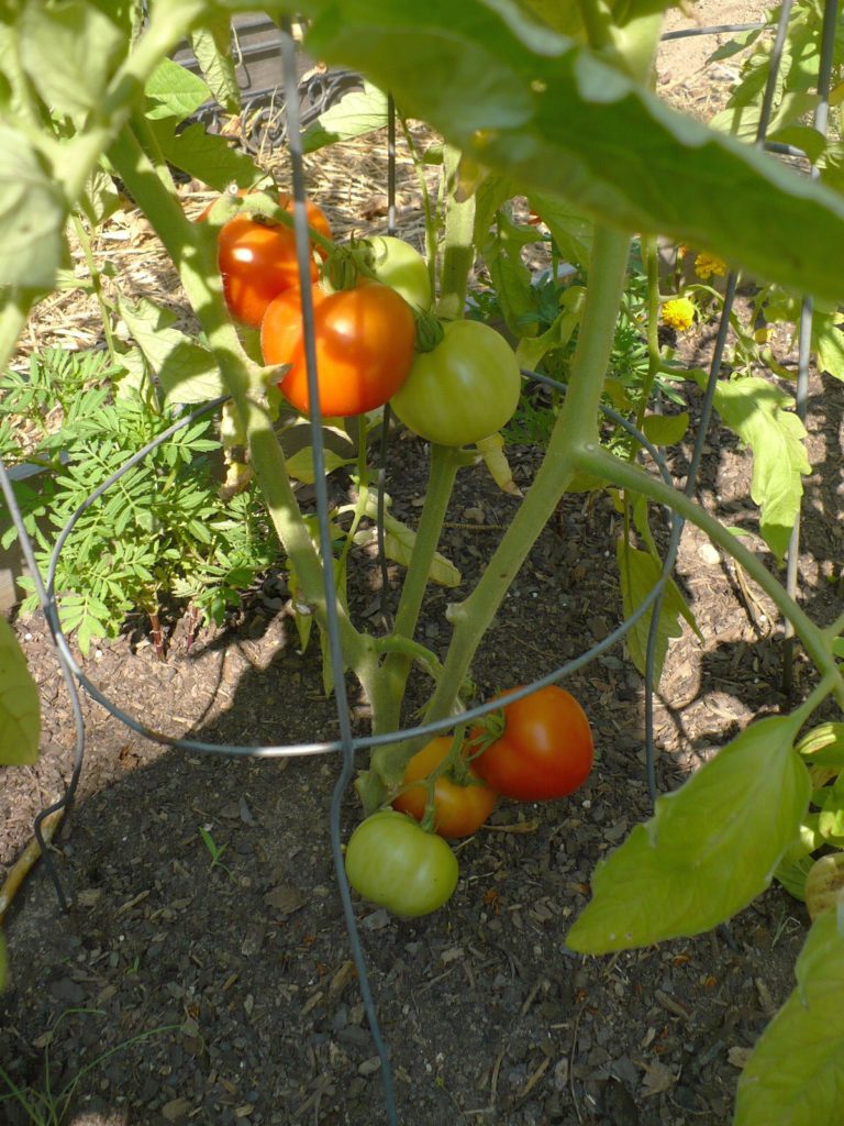 ripe red tomatoes in the vegetable garden