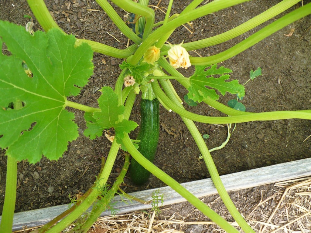 zuchhini growing in a raised bed