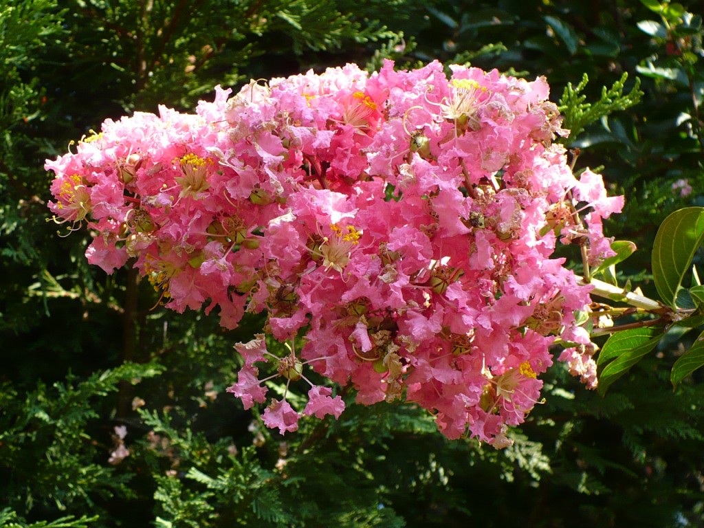 pink crape myrtle bloom
