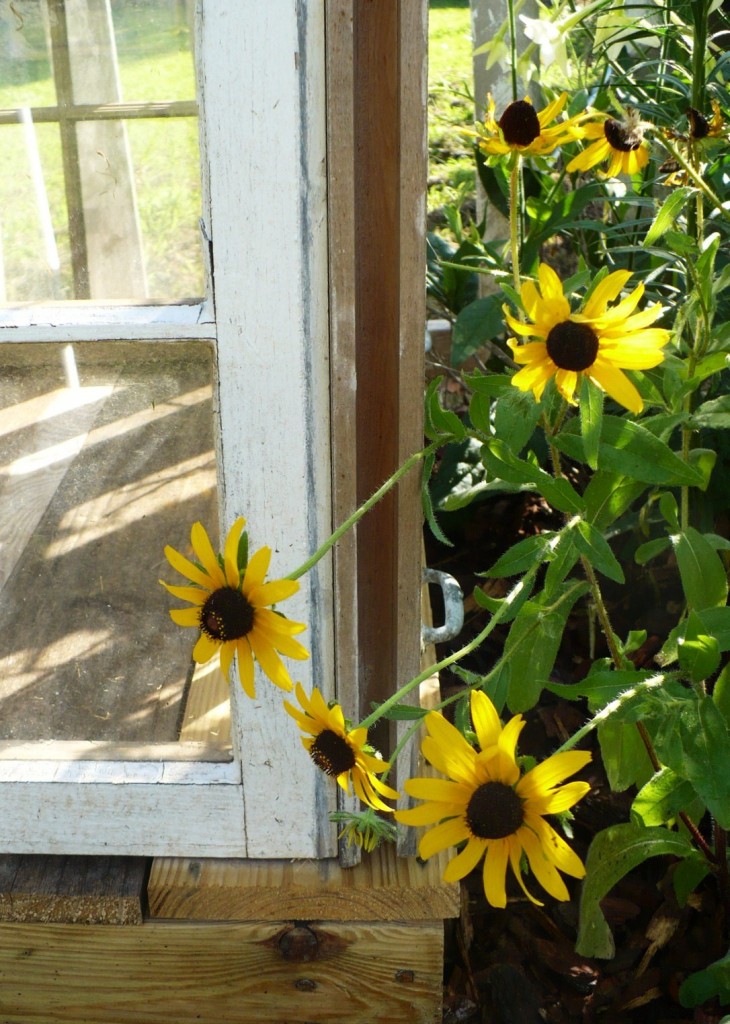 black eyed susan plant