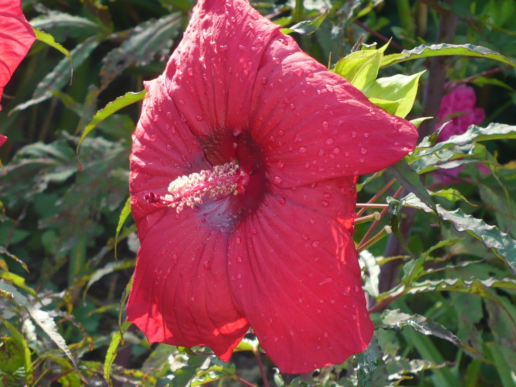 red hibiscus flower