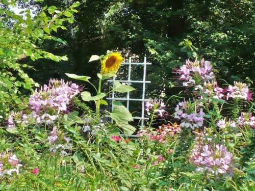 A Cottage Garden - A Cultivated Nest