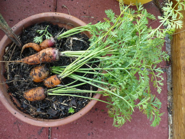 carrots grown in a container