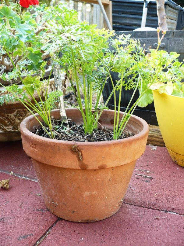 container grown vegetable