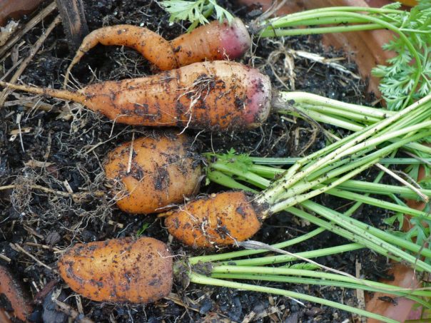 carrots grown in a container