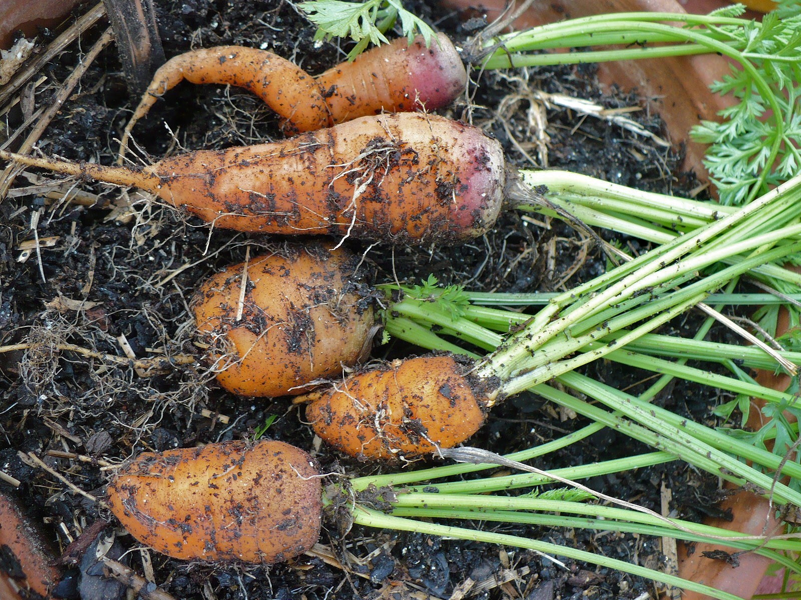 Growing Carrots in Containers - A Cultivated Nest