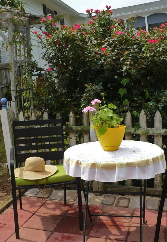 knockout roses & white picket fence