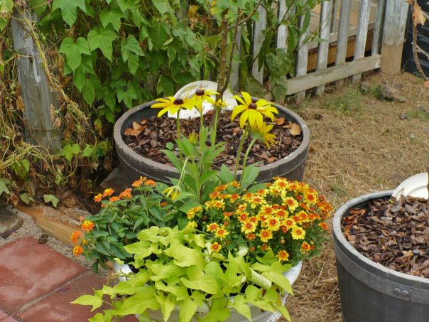 container planted in greens and oranges