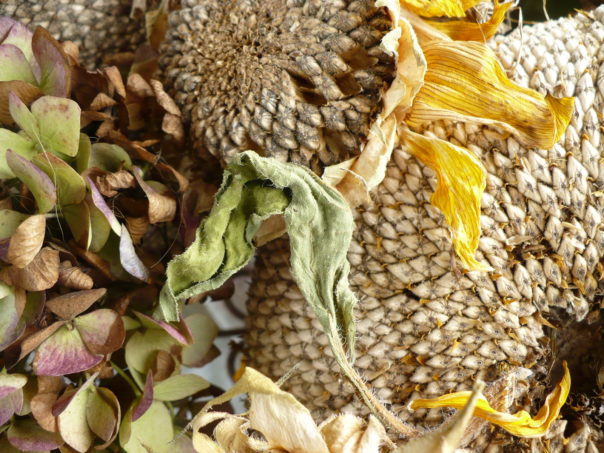 dried sunflower heads