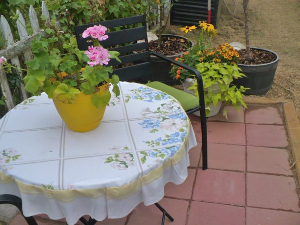 pink geraniums on table