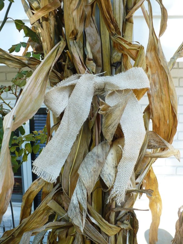 corn stalks tied with burlap