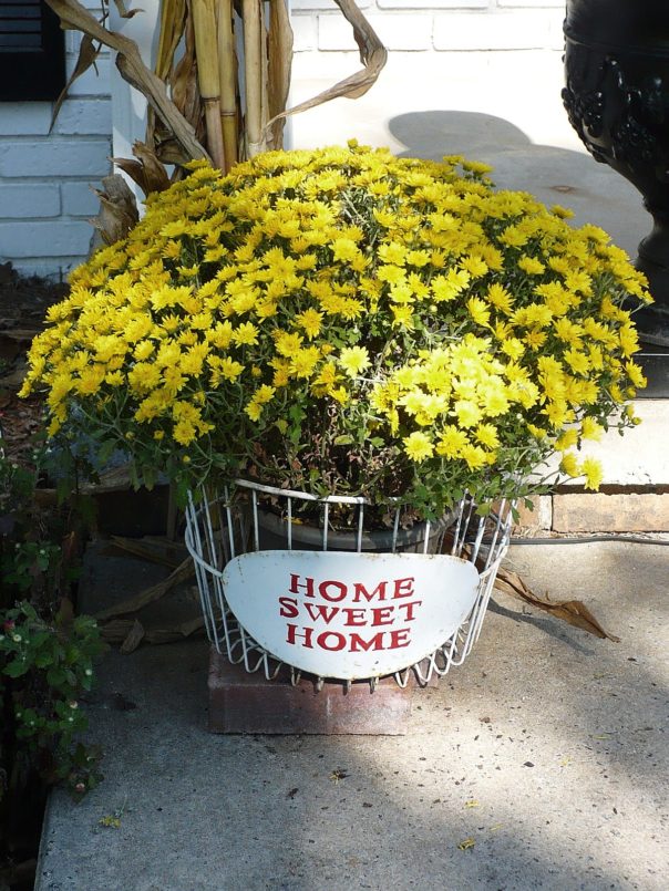 yellow mums