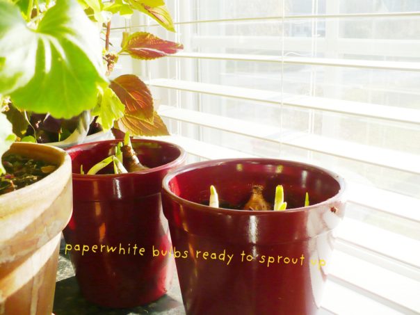 forced paperwhites in pots