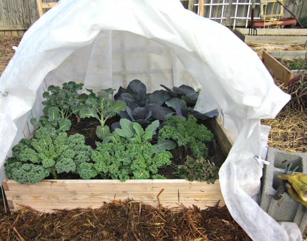 Winter vegetable gardening - using row covers on a raised bed